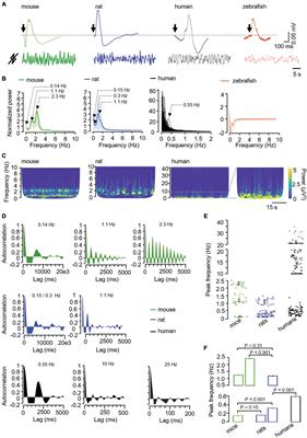 Potential contributions of the intrinsic retinal oscillations recording using non-invasive electroretinogram to bioelectronics